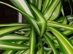 Die Grünlilie - eine robuste <strong>Zimmerpflanze</strong>