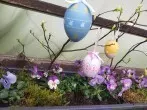 Hornveilchen – genügsame Frühlingsblumen