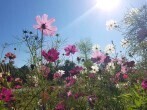 Cosmea oder Schmuckkörbchen – Blühpflanze für heiße Sommer