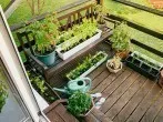 Gemüse und Kräuter auf dem Balkon anbauen