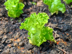 Chili gegen <strong>Schnecken</strong> - Salat, Erdbeeren & Co. schützen