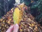 Wohin mit dem Laub im Herbst?