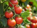 <strong>Tomaten</strong> verwerten und haltbar machen &ndash; Tipps und Ideen