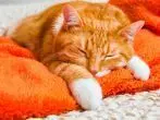 "Bernhards Welt" – Powernapping für Fortgeschrittene