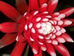 Bromelien: pflegeleichte <strong>Zimmerpflanzen</strong>