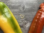 Chili und Paprika richtig vorziehen - so funktioniert die Gem&uuml;seanzucht