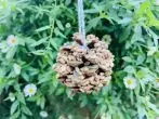 Vogelfutter-Zapfen mit Erdnussbutter selber machen