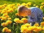 „Warum duften Blumen?“