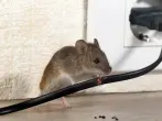 Mäuse im Haus vertreiben – 5 Maßnahmen