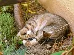 Katzen abkühlen bei Hitze im Sommer