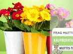 Blumenübertöpfe Test & Vergleich: 7 günstige Empfehlungen