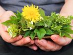 Essbare Wildpflanzen im Juni sammeln – mit 3 Rezepten