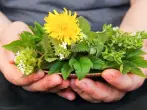 Wildkräuter im Juni sammeln – mit 3 Rezepten