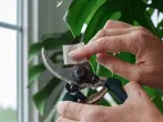 Gartenschere reinigen - so geht's richtig