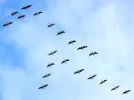 „Warum ziehen Vögel in den Süden?“