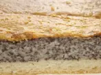 Saftiger Mohnkuchen fürs Blech