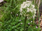 Lauchzwiebeln einpflanzen f&uuml;r sch&ouml;ne Bl&uuml;ten