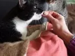 Katzen Tabletten / Pasten verabreichen