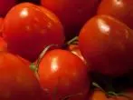 Tomaten bei Sonnenbrand