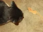 Erbrochenes von Katzen auf dem Teppich mit Rasierschaum bearbeiten