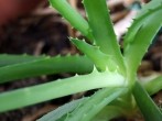<strong>Aloe Vera</strong> Pflanze - die günstige Hausapotheke