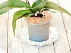 Orchideen tauchen mit Damenkniestrümpfen