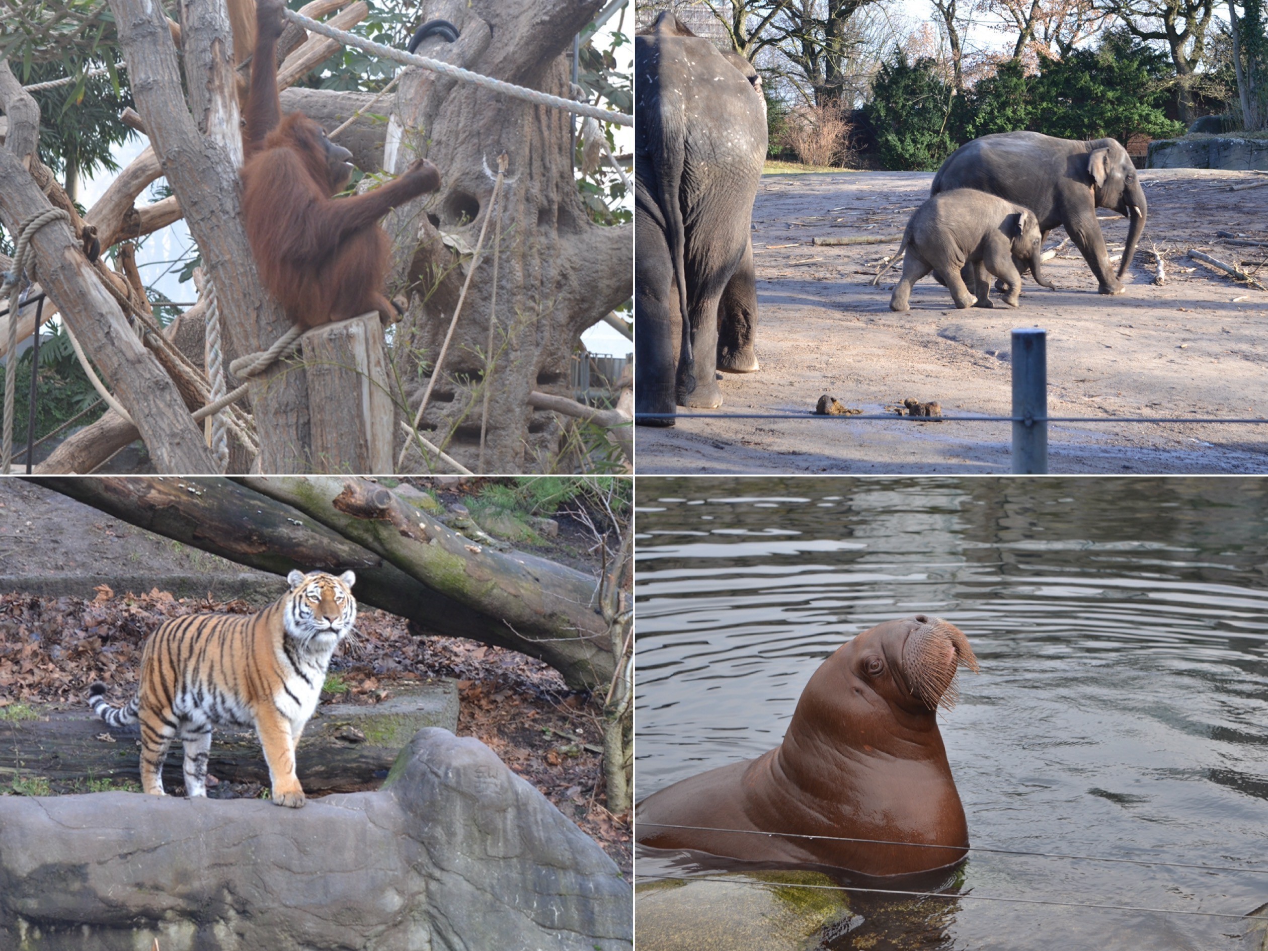 Der Tierpark Hagenbeck ist das perfekte Ziel für einen Familienausflug. Euch erwarten Highlights wie das Orang-Utan-Haus, das Tropen-Aquarium oder spannende Höhlenwelten.