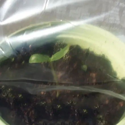 Frischhaltebeutel als Mini Gewächs- bzw. Treibhaus