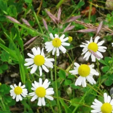 Entzündete Pickel mit Kamillentee behandeln