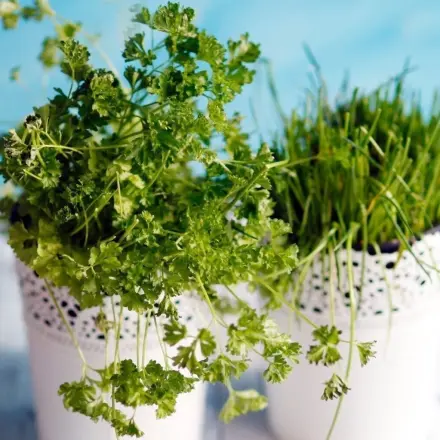 Frische Kräuter mit Eiswürfelbeutel