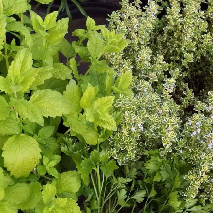 Frische Gewürze dosierfertig aufbewahren