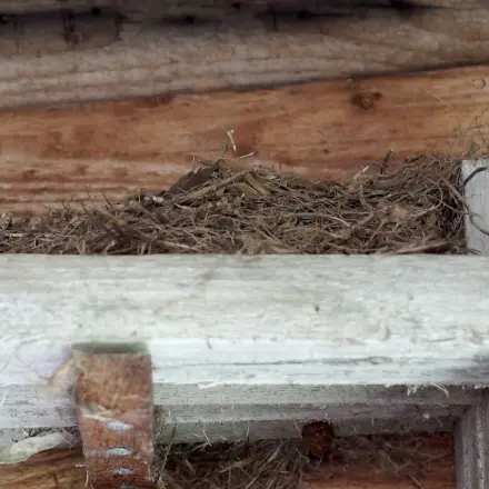 Alufolie halten Vögel ab