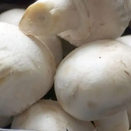 Frische Pilze säubern