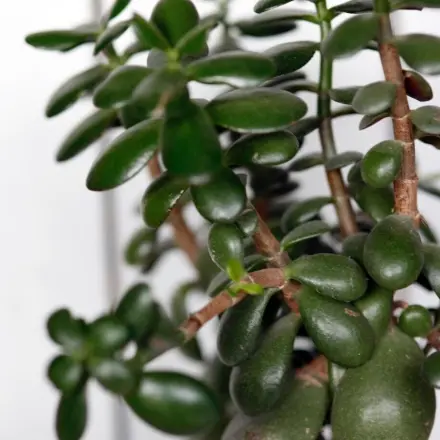 Gummibaumblatt erneuern