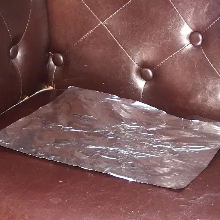 Katze pinkelt auf Sofa
