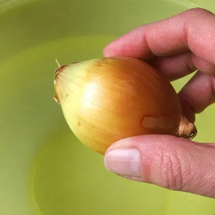 Saubere Fenster ohne Reiniger mit Zwiebeln