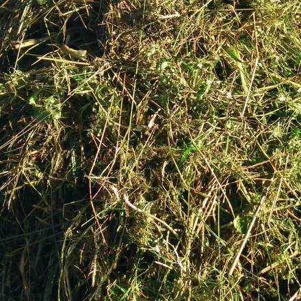 Balkonpflanzen und Tischdeko vom Gartenabfall