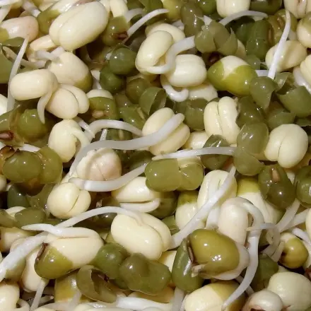 Keimlinge in der Tüte