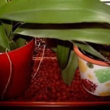 Orchideen - günstiges Kleinklima durch Fensterschalen