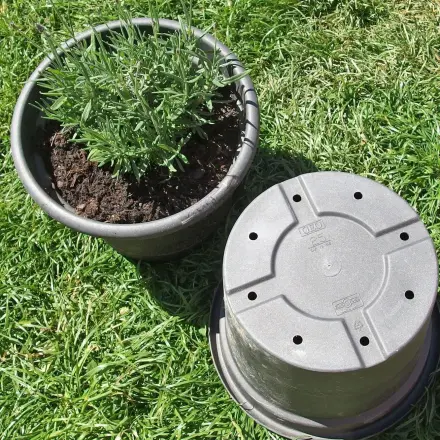 Pflanzen umtopfen und dabei Staunässe vermeiden
