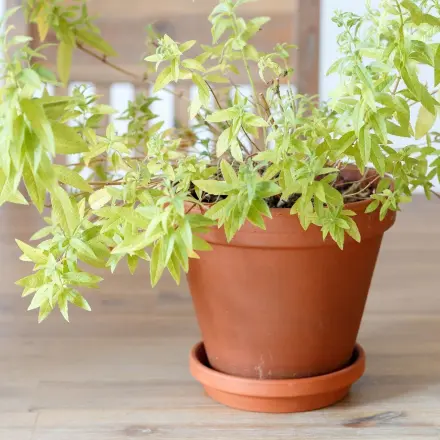 Terracotta - so bleiben Terracotta-Töpfe schön