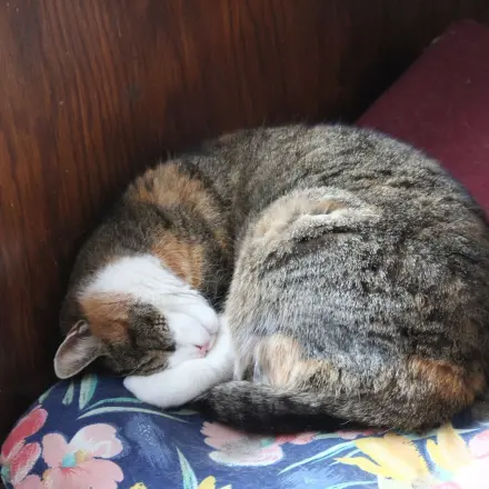 Katzenhaare mit Saugschwamm von Sofas entfernen