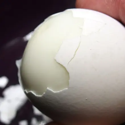 Ältere Eier lassen sich besser schälen als frischere