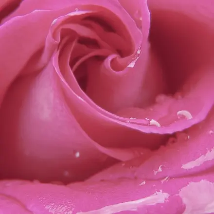 Hängende Rosen retten