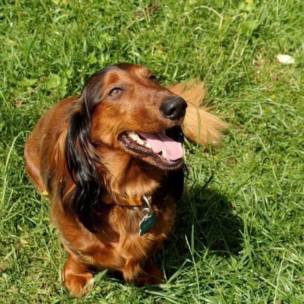 Sauberer Hund