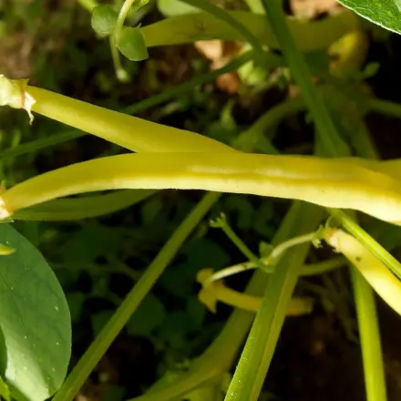 Bohnen schnell schneiden