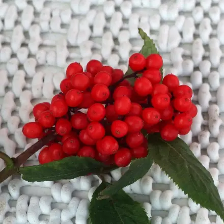 Holunder auf Brennnesselausschlag