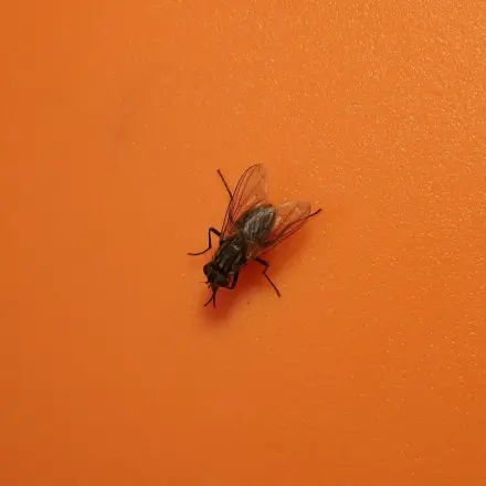 Mücken und Fliegen fangen