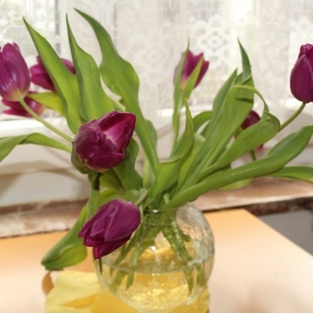 Tulpen mit Zeitungspapier wieder fitmachen
