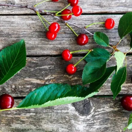 Veredeln eines Sauerkirschbaumes zum Süßkirschbaum